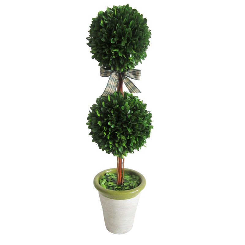 Jeco Inc. Preserved Boxwood Double Ball Topiary in Pot Wayfair